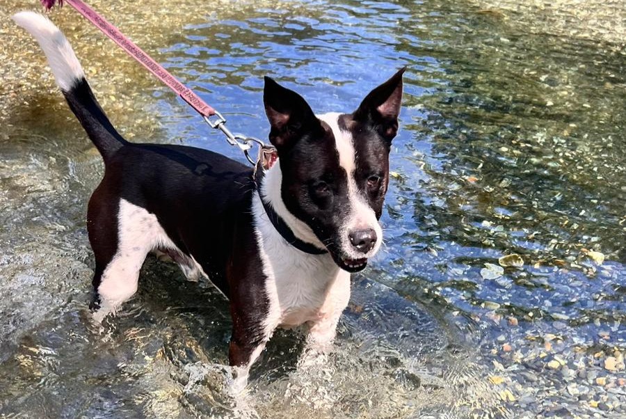 Fundmeldung Hund rassenmischung Männliche Saint-Gaudens Frankreich