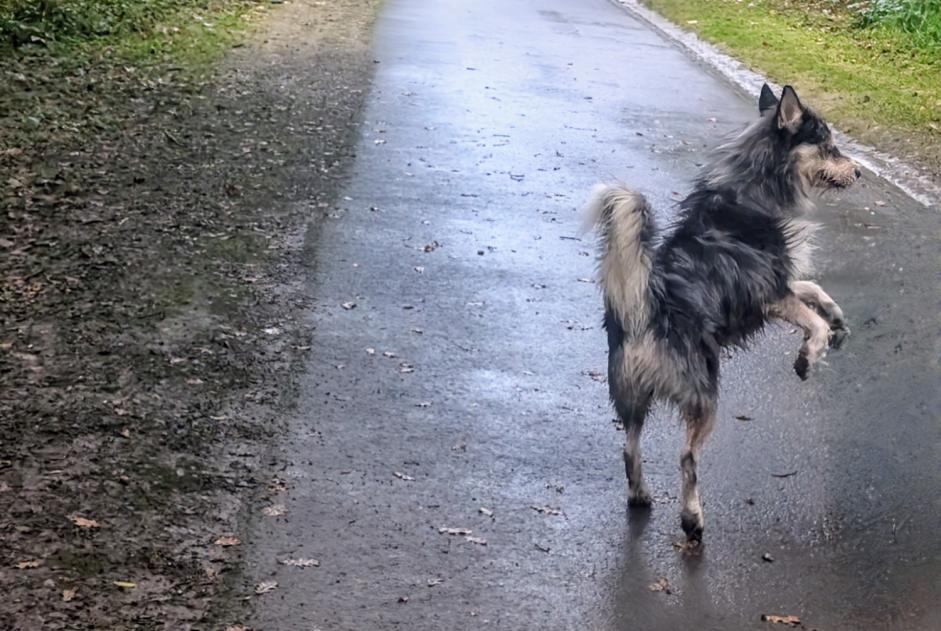 Fundmeldung Hund rassenmischung Männliche Billère Frankreich