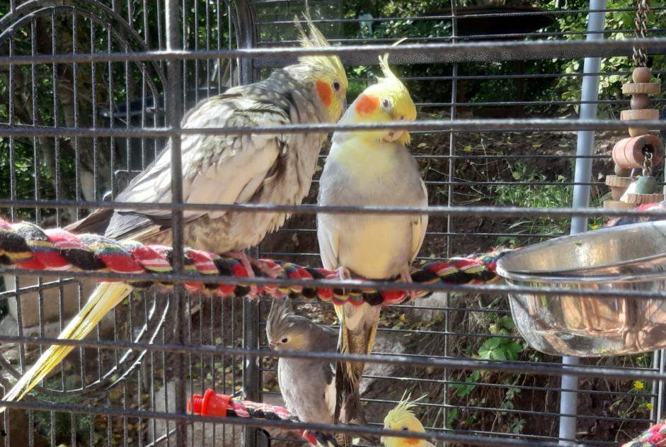 Vermisstmeldung Vogel Männliche , 2024 jahre Montlaur Frankreich