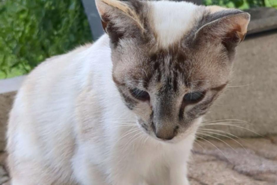 Discovery alert Cat  Unknown Miserey-Salines France