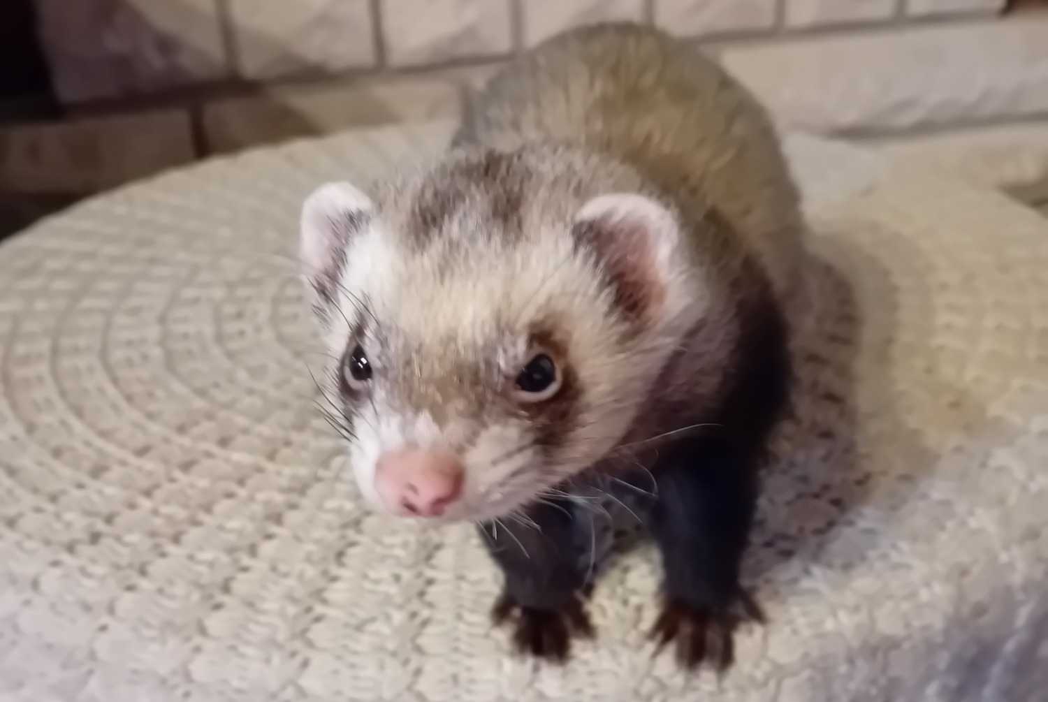 Disappearance alert Other ferret Female , 2024 years Yvetot France