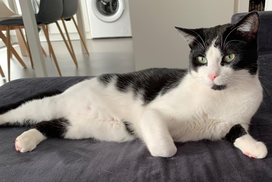 Alerta de Desaparición Gato Macho , 4 años Toulouse Francia