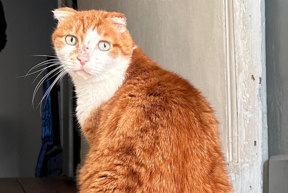 Alerta de Desaparición Gato  Macho , 6 años Cressensac-Sarrazac Francia