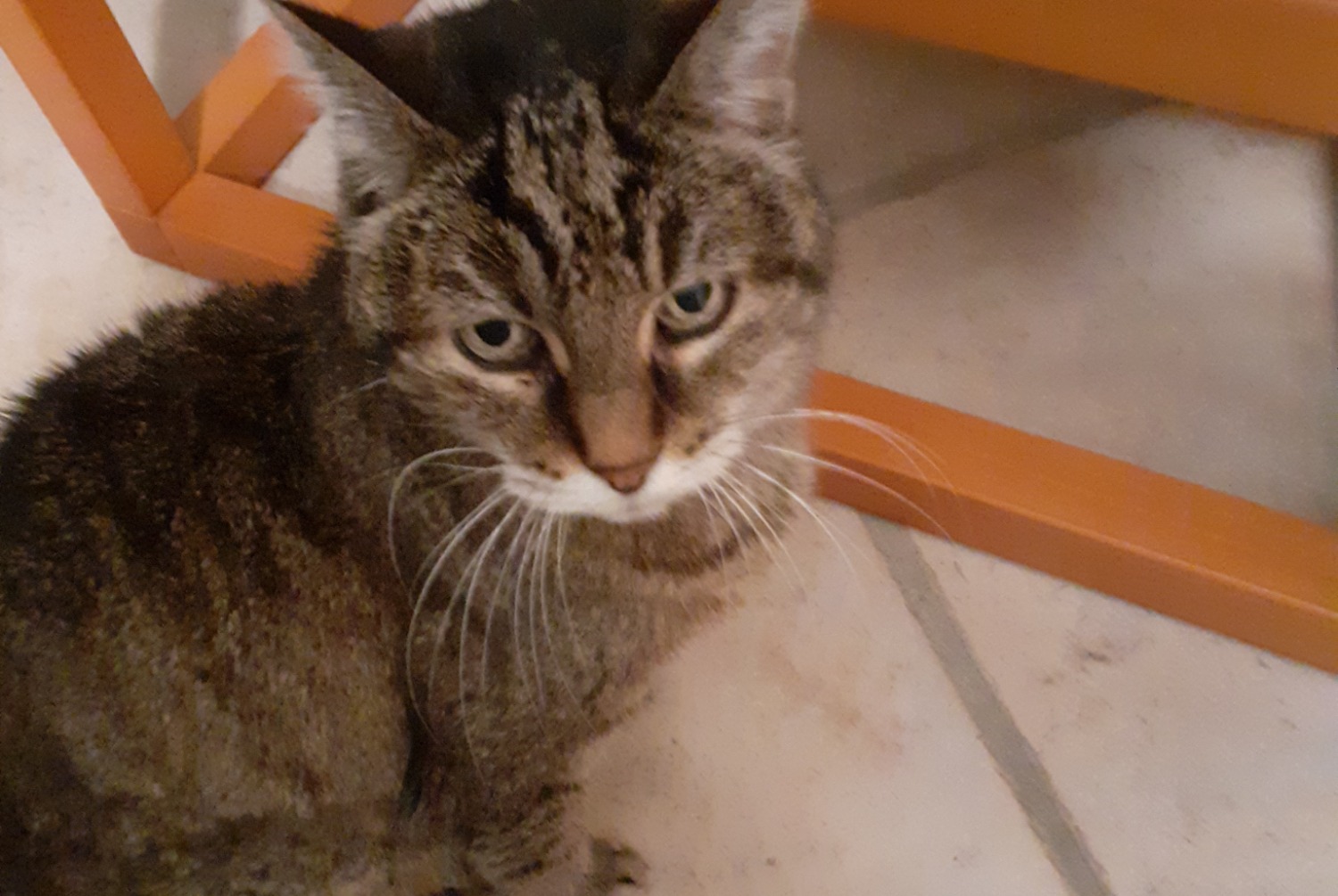 Alerta desaparecimento Gato cruzamento Fêmea , 20 anos Toulouse France